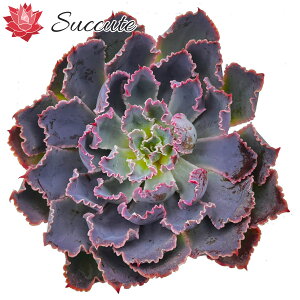 【Succute】エケベリア 韓国 【カット株】 エケベリア シャビアナ マードレ・デル・スール (別名:シャビアナ マドレッシュ) Echeveria shaviana 'Madre del Sur' 株幅8cm 前後 1株 セダム アエオ