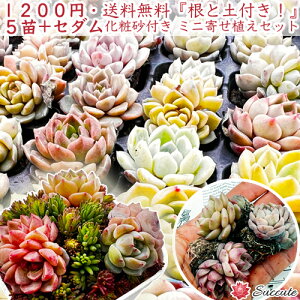 �G�P�x���A �Z�b�g �y���t���E�y�t���ň��S�I�z �G�P5�c �{ �Z�_�� �{ ���ύ� �񂹐A�� ���S�� ��v �v���O�c �����c �����A�� 3cm�� �������� 1200�~�|�b�L���ySUCCUTE�z