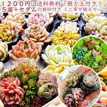 楽天市場】多肉 プラグ苗の通販