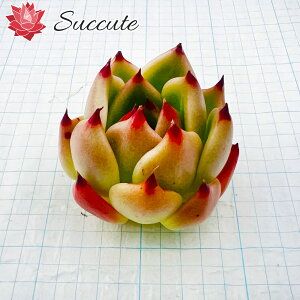 ySuccutezGPxA ؍Jbgc yczw܌nihSnjGPxAx EfBO 5cmO pXeJ[̒܌nGPxAAWFʂɗ͋Ԓ