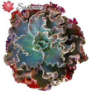 ySuccutezGPxA ؍ yJbgz GPxA bthbh i|iEԌnttH[jEcheveria 'Ruffled Red' (cultivar, frilled red form)  16cmO 1 Z_ AGI