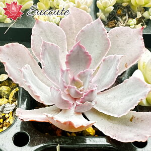 【Succute】エケベリア 韓国 【抜き苗】シャビアナ トラフルズ (クラスター・群生タイプ) Echeveria shaviana 'Truffles' プラグトレー抜き苗(幼苗1株) セダム アエオ