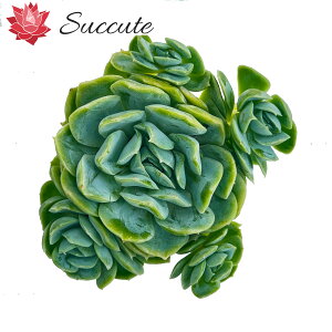 Succute ؍Y GPxA c V[iiPjDǌQ Echeveria 'Sina' 1Q 8cmOyǗz