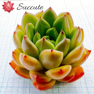 Succute ؍Y GPxA c yςݔczAi NAXJCWFj[ Echeveria 'Sky Jenny' 6cm O
