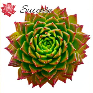 Succute ؍Y GPxA c wAK{CfXnHyb.x XpCxAK{CfXHyb.iςݔcE[j E. 'Spy' x E. agavoides 10cm O