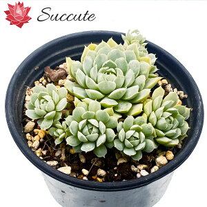 Succute GPxA ؍Y A 񂹐A Q wCcc(/qE) ؍c c  3`4cm