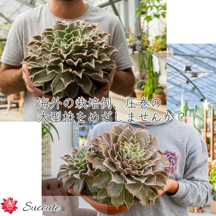 楽天市場】Succute 多肉植物 エケベリア 韓国産 寄せ植え マディバ E 