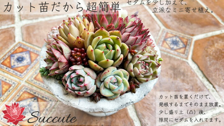 楽天市場】Succute 多肉植物セット 苗 詰め合わせ エケベリアセット 