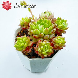 Succute ؍Y GPxA c Vi Ym{[ y2|bgz