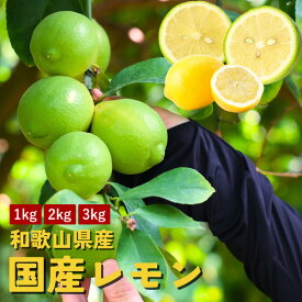 【送料無料】レモン　国産レモン　1kg 2kg 3kg　ノーワックス　リスボンレモン　マイヤーレモン　璃の香　国産　和歌山県産　グリーンレモン　イエローレモン　果物　不揃い　柑橘