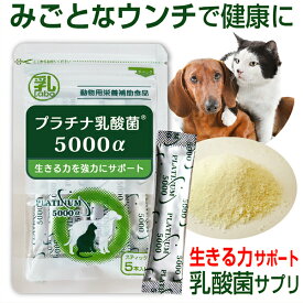 楽天市場 犬 乳酸菌 サプリの通販