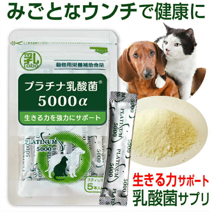 楽天市場 ペットサプリ 犬 猫 プラチナ乳酸菌 5000a 1g 5包入 腸内環境 免疫力 乳酸菌 腸活 菌活 整腸 毛艶 口内ケア 乳酸菌サプリ 乳酸菌ラボ