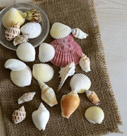 貝殻　単品 ゴロゴロ貝殻ミックス 2袋セット 手作りキット 出来上がり完成品との同時購入割引で500円オフ 手作りキット　貝殻 貝がら アソート 貝がら ミックス 大きい貝 夏　貝
