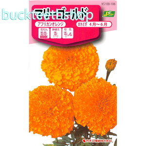 �J�l�R��c�@�^�l�@�}���[�S�[���h�@�A�t���J���I�����W