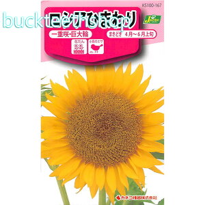 �J�l�R��c�@�^�l�@���V�A�Ђ܂��@��d��E�����