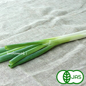 [L@͔|] ˂ (300g)@@I[KjbN L@ Y K lM