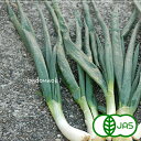 [有機栽培] 太ねぎ (300g)　　有機 オーガニック 兵庫 国産 西日本 葱 ネギ 太葱なべちゃん