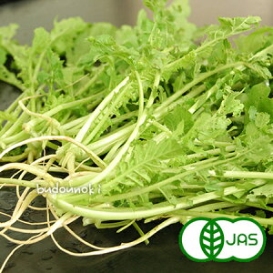 [L@͔|] 卪 (؁ji200g)@@I[KjbN  _CR t  T_ X[W[ W[X Y ɌY {