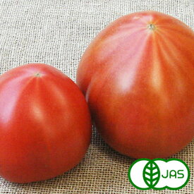 [有機栽培] トマト（300g)　　オーガニック 国産 有機 とまと サラダ 秀品 A品 ジュース おすすめ