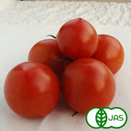 [有機栽培] ミディトマト(250g)　　　有機 オーガニック とまと ミディアムトマト 国産 西日本 高知県産