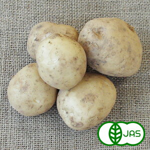 [L@͔|] Ⴊ(500g)@@L@ I[KjbN WKC n鏒 |eg Gi Ai Y T_