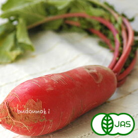 楽天市場 赤 大根 野菜 きのこ 食品の通販
