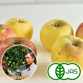 [有機栽培] 北上農園のりんご(2～3玉)　　オーガニック 有機 リンゴ 林檎 アップル 国産 青森県産 スムージー/ジュース におすすめ