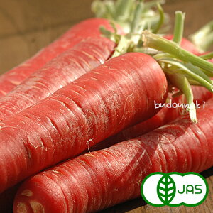 [L@͔|] ɂ񂶂(300g)@@I[KjbN L@ Y {Y LgL Ƃ lQ jW