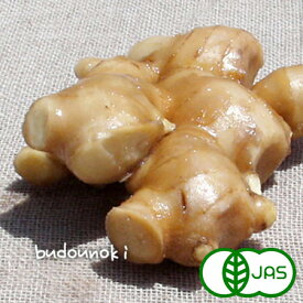 [有機栽培] しょうが (1kg)　　有機 オーガニック 生姜 ショウガ ジンジャー 国産 高知県産 西日本 生 業務用