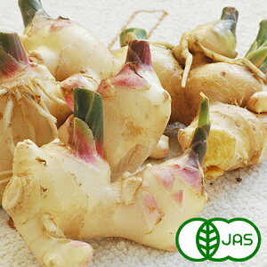 [L@͔|] V傤 (500g)@I[KjbN L@ V nEX傤 ginger I