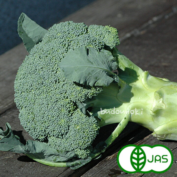 市場 日常の一般野菜 ブロッコリー 1株 食品のネットスーパー