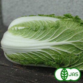 [有機栽培] 千葉県産ミニ白菜　　有機 オーガニック ハクサイ はくさい 国産