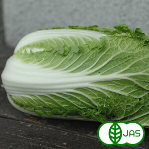 [L@͔|] ~j؁@@L@ I[KjbN nNTC ͂ Y