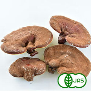 [L@͔|] (100g)@@I[KjbN L@ CV ꂢ 򕌌Y Y { ̂  LmR Yn