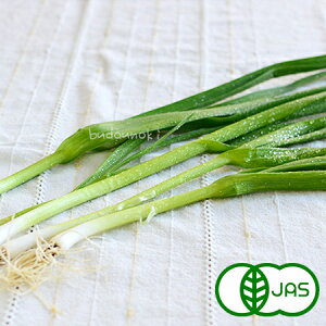 [L@͔|] tɂɂ (60g)@①ւł̂͂ I[KjbN L@ jjN Y ɌY {