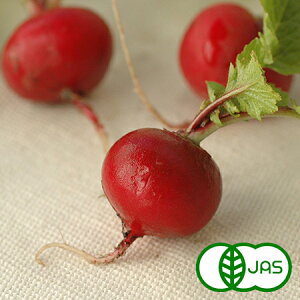 [L@͔|] fBbV(150g)@@L@ I[KjbN ł Y   \卪