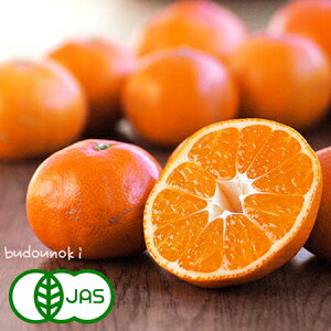 [L@͔|] ݂ (4kg)@@L@ I[KjbN ~J  g 쌧Y Y g݂