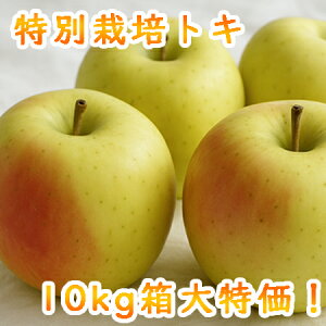 yʌ@zʍ͔| ʂ gL(10kg)@@_ XY S ь Abv apple Z[
