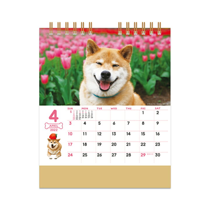 楽天市場 最終価格半額 卓上カレンダー 柴犬まるとおさんぽ 22年 Nk 8529 M便 1 2 ランドセルと文房具 シブヤ文房具