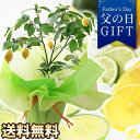 【クーポンで最大100円OFF！】父の日 ギフト 送料無料 プレゼント 花 鉢植え 果樹鉢 植物 レモン 果実 楽天総合1位 Bu…