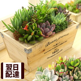 楽天市場 多肉植物の通販