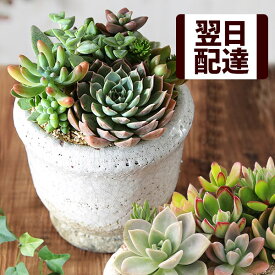 楽天市場 多肉植物 寄せ植え おしゃれ 観葉植物 花 観葉植物 花 ガーデン Diyの通販
