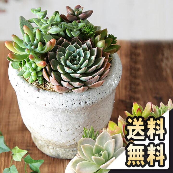 楽天市場 あす楽 14時まで 多肉植物 寄せ植え おまかせ多肉アソートm1 送料無料 おしゃれ ブリキ 多肉 エケベリア 観葉植物 インテリア 誕生日プレゼント 誕生日 プレゼント ギフト お祝い ｂｕｎｂｕｎ ｂｅｅ