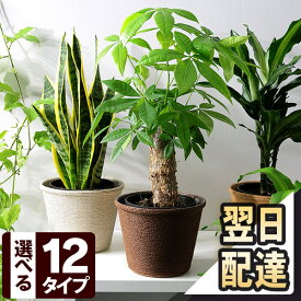 楽天市場 観葉植物 種類 植物 ドラセナ 幸福の木 の通販 楽天市場 観葉植物 種類 植物 ドラセナ 幸福の木 の通販