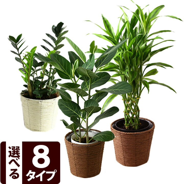 楽天市場 観葉 観葉植物 6号鉢 送料無料 選べる8種類 選べる2色カゴ付き インテリア グリーン おしゃれ ドラセナ サンデリアーナ ジェレ フィカス ベンガレンシス ザミオクルカス 誕生日プレゼント ギフト お祝い 開店祝い 新築祝い ｂｕｎｂｕｎ ｂｅｅ
