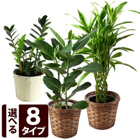 楽天市場 ドラセナ サンデリアーナ 花言葉の通販