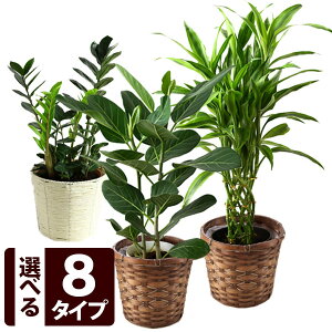 観葉植物 フィカスベンガレンシスの人気商品 通販 価格比較 価格 Com