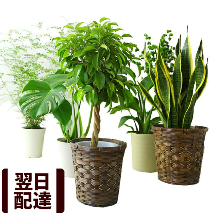 楽天市場 あす楽 14時まで 観葉 観葉植物 6号鉢 送料無料 選べる12種類 カゴ付き インテリア おしゃれ ベンジャミン サンセベリア シマトネリコ オーガスタ ドラセナ パキラ モンステラ ユッカ フィカス 誕生日プレゼント ギフト ｂｕｎｂｕｎ ｂｅｅ
