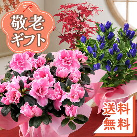敬老の日 プレゼント ギフト 敬老の日プレゼント 敬老の日ギフト 選べる組合せ 花 スイーツ 花とスイーツset 選べるセット 敬老会 送料無料 鉢 鉢植え 孔雀草 アスター 3色植え 果樹鉢 敬老 フラワー イベントギフトD 2026 BunBun!Bee
