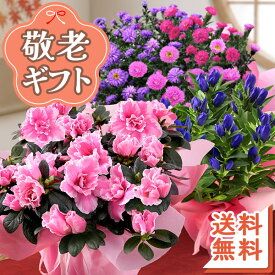 敬老の日 プレゼント ギフト 敬老の日プレゼント 敬老の日ギフト 選べる組合せ 花 スイーツ 花とスイーツset 選べるセット 敬老会 送料無料 鉢 鉢植え 孔雀草 アスター 3色植え 果樹鉢 敬老 フラワー イベントギフトD 2026 BunBun!Bee